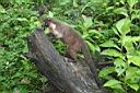 Img___0182u-nosal belohuby-white-nosed coati.jpg